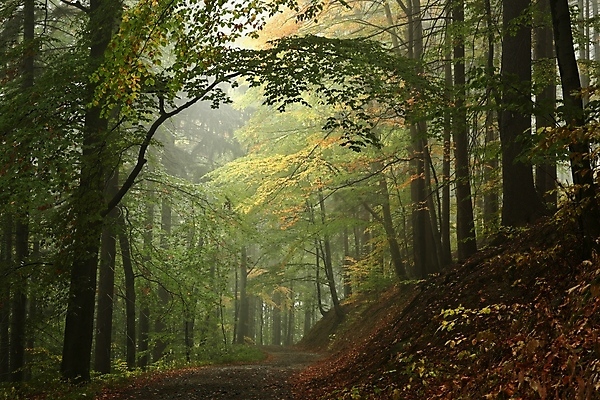 포토 JPG 해외이미지 나무 계절 공원 도로 길 여행 백그라운드 단풍 낙엽 잎 자국 자연 동화 날씨 풍경 사람없음 야외 초록색 노란색 평화 활발 하이킹 안개 가을 나뭇가지 시골 숲 신비 오솔길 공상 10월 방법 뿌연 해외포토 식물 공공시설 컬러 컨셉 교통시설 레저 날짜 생태계 파일형식 이미지허브