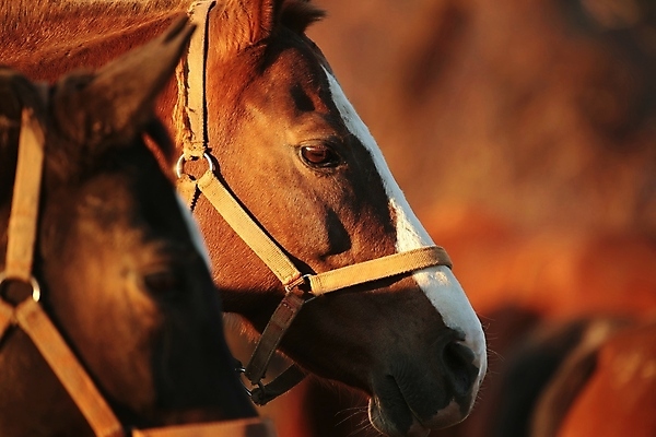 포토 JPG 해외이미지 나무 응시 계절 실루엣 유럽 백그라운드 밭 포유류 자연 아침 사람없음 야외 빛 컬러풀 햇빛 태양 뷰티 농장 갈색 머리 일출 일몰 새벽 자녀 시골 먹이 방목 장면 갈기 조랑말 내추럴 망아지 해외포토 주간 자연요소 식물 동물 시선 나라 새끼 컬러 농업 촬영기법 신체부위 노을 말_동물 축산업 생태계 파일형식 이미지허브