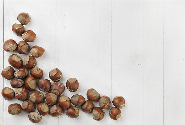 포토 JPG 해외이미지 재료 실내 사람없음 흰배경 개암나무 헤이즐넛 개암 해외포토 나무 열매 백그라운드 내부 견과류 흰색 파일형식 이미지허브