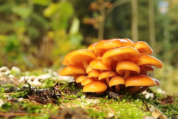 포토 JPG 해외이미지 나무 식물 계절 공원 백그라운드 단풍 오렌지 가족 자연 사람없음 야외 컬러풀 환경 버섯 젖음 촉촉함 성장 신선 그룹 숲 위험 묘사 나무껍질 내추럴 곰팡이 식민지 썩음 캡모자 환각 많음 해외포토 모자_잡화 공공시설 컬러 컨셉 잎 과일 관계 껍질 생태계 증상 파일형식 이미지허브