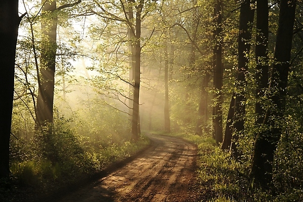 포토 JPG 해외이미지 나무 식물 공원 도로 길 여행 백그라운드 낙엽 잎 자국 자연 풍경 사람없음 초록색 빛 컬러풀 햇빛 태양 환경 침묵 봄 새벽 활발 안개 나뭇가지 시골 신선 숲 신비 오솔길 5월 공상 마법 삼림지대 해외포토 자연요소 계절 공공시설 컬러 컨셉 교통시설 날씨 소리 날짜 생태계 파일형식 이미지허브
