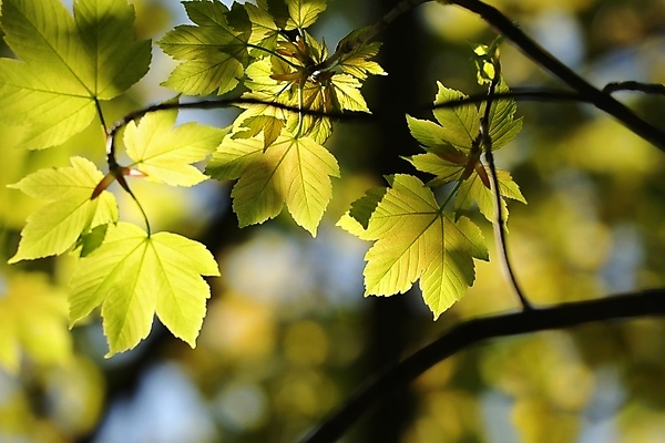 포토 JPG 해외이미지 나무 식물 계절 공원 백그라운드 단풍 낙엽 잎 자연 벽지 새로움 사람없음 야외 초록색 빛 컬러풀 햇빛 태양 노란색 환경 봄 활발 나뭇가지 신선 황금 숲 싱글 유기농 내추럴 강렬 해외포토 자연요소 웰빙 공공시설 컬러 컨셉 생태계 파일형식 이미지허브