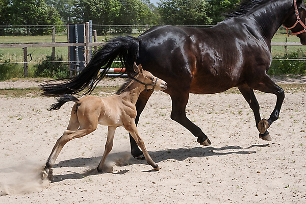 포토 JPG 해외이미지 동물 어린이 모래 포즈 백그라운드 이동 밭 포유류 모션 자연 하늘 엄마 소년 사람없음 야외 초록색 여름 달리기 농장 갈색 머리 맑음 목장 자유 시골 신용카드 승마 크림 조랑말 망아지 기르기 방목장 해외포토 계절 남자 새끼 스포츠 컬러 컨셉 농업 가족 날씨 사람 신체부위 금융 말_동물 생태계 돌봄 파일형식 이미지허브