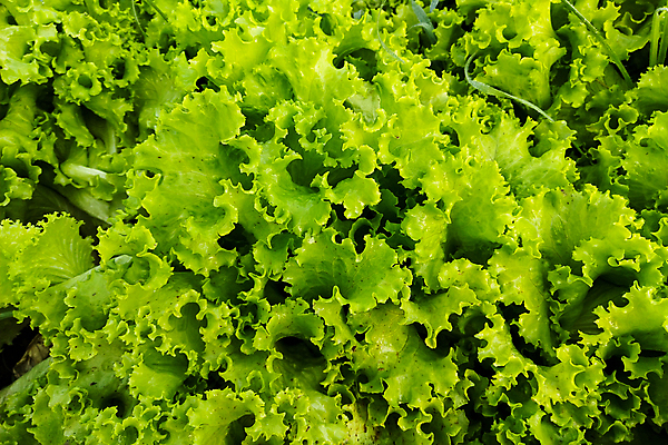 포토 JPG 해외이미지 식물 라이프스타일 음식 백그라운드 잎 밭 농업 다이어트 채소 재료 자연 건강 사람없음 초록색 빛 농장 정원 식사 봄 샐러드 흰색 신선 상추 다발 먹기 묘사 유기농 날것 내추럴 고립 채식주의자 해외포토 웰빙 계절 산업 컬러 모션 생활 생태계 채식 파일형식 이미지허브