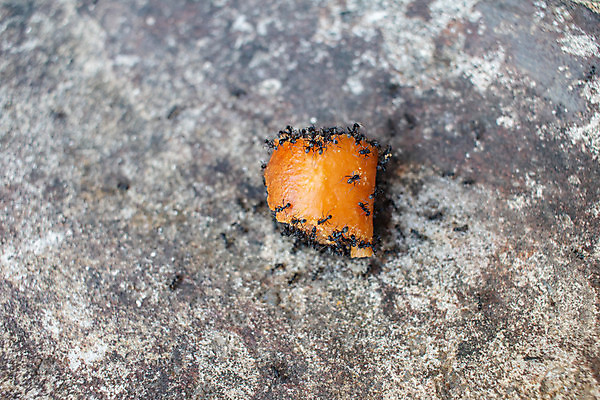 포토 JPG 해외이미지 식물 동물 계절 꽃 야생동물 음식 모래 곤충 백그라운드 잎 자연 표면 사람없음 야외 초록색 여름 갈색 정원 보라색 검은색 흰색 신선 닫기 달콤 맛 해충 작음 먹기 개미 내추럴 위생관리 제어 해외포토 컬러 컨셉 모션 관리 벌레 크기 생태계 파일형식 이미지허브