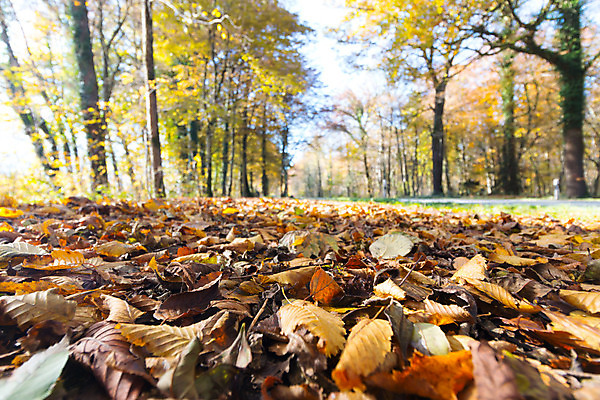 포토 JPG 해외이미지 나무 계절 공원 도로 길 여행 컨셉 잎 하늘 추상 거리 바닥 사람없음 장식 빛 컬러풀 햇빛 태양 일몰 산책 활발 수확 도시 분위기 목표 숲 엽서 긍정 땅바닥 방법 블러 패기 해외포토 자연요소 식물 공공시설 컬러 무늬 농업 교통시설 휴식 노을 자신감 편지 파일형식 이미지허브