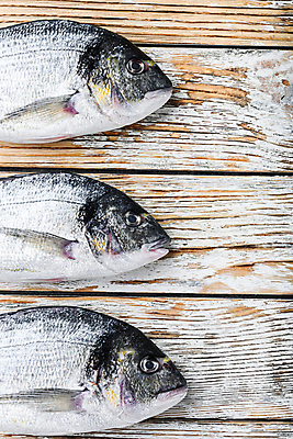 포토 JPG 해외이미지 사람없음 공백 날것 도미 해외포토 어류 파일형식 이미지허브