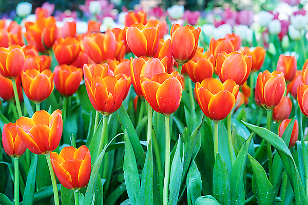 포토 JPG 해외이미지 잎 사람없음 야외 햇빛 정원 주황색 봄 튤립 해외포토 식물 계절 꽃 컬러 태양 파일형식 이미지허브