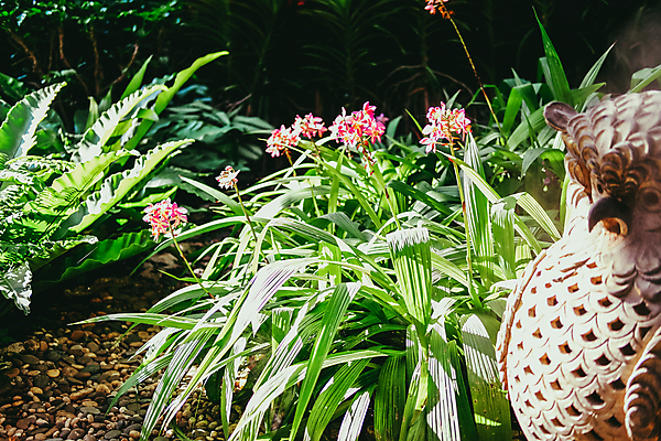 포토 JPG 해외이미지 식물 꽃잎 꽃 분홍색 잎 꽃무늬 자연 사람없음 장식 초록색 정원 성장 벚꽃 개화 난초 해외포토 컬러 무늬 생태계 파일형식 이미지허브