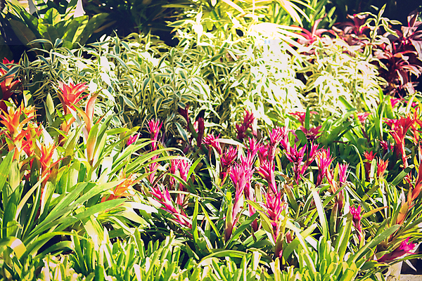 포토 JPG 해외이미지 식물 꽃잎 꽃 잎 자연 사람없음 장식 정원 성장 벚꽃 개화 내추럴 해외포토 생태계 파일형식 이미지허브