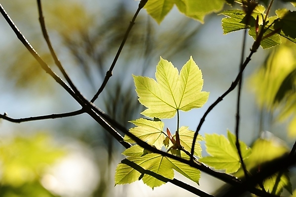 포토 JPG 해외이미지 나무 식물 계절 공원 백그라운드 단풍 낙엽 잎 자연 새로움 사람없음 야외 초록색 컬러풀 햇빛 태양 노란색 환경 맑음 황혼 봄 활발 나뭇가지 신선 숲 4월 5월 유기농 내추럴 플라타너스 해외포토 자연요소 웰빙 공공시설 컬러 컨셉 날씨 일몰 날짜 생태계 파일형식 이미지허브