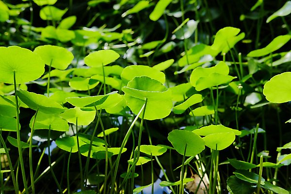 포토 JPG 해외이미지 식물 음식 잎 채소 자연 사람없음 물 정원 신선 허브 내추럴 해외포토 자연요소 생태계 파일형식 이미지허브