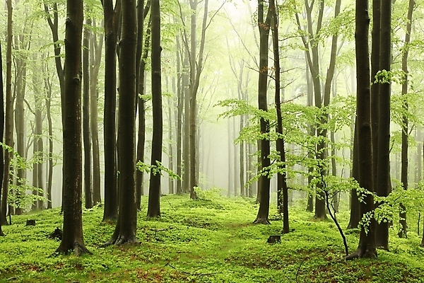 포토 JPG 해외이미지 나무 식물 공원 유럽 길 여행 낙엽 잎 자국 자연 날씨 풍경 사람없음 초록색 평화 환경 봄 트래킹 활발 하이킹 안개 나뭇가지 신선 황무지 숲 신비 오솔길 5월 그림 공상 마법 뿌연 삼림지대 해외포토 계절 공공시설 나라 컬러 컨셉 레저 날짜 생태계 파일형식 이미지허브