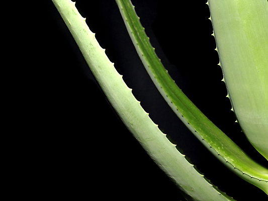 포토 JPG 해외이미지 식물 음료 사람없음 치료 건강관리 검은색 화장품 피부 크림 묘사 차단 해외포토 컬러 의학 건강 관리 신체부위 뷰티 파일형식 이미지허브