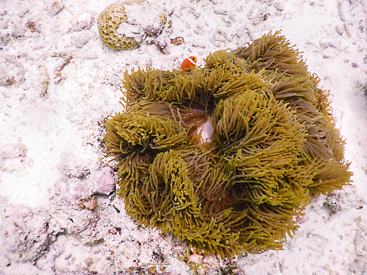 포토 JPG 해외이미지 바다 백그라운드 사람없음 햇빛 자연백그라운드 아네모네 해외포토 꽃 자연 태양 파일형식 이미지허브