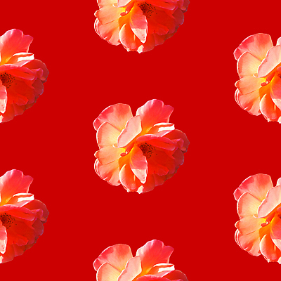 포토 JPG 해외이미지 꽃 백그라운드 패턴 사람없음 빨간색 패턴백그라운드 해외포토 식물 컬러 무늬 파일형식 이미지허브
