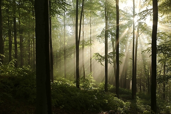 포토 JPG 해외이미지 나무 계절 공원 여행 백그라운드 낙엽 잎 자연 아침 동화 사람없음 야외 빛 컬러풀 햇빛 태양 뷰티 평화 환경 봄 새벽 활발 젖음 안개 광선 나뭇가지 신선 숲 공상 마법 내추럴 뿌연 삼림지대 해외포토 주간 자연요소 식물 공공시설 컬러 컨셉 날씨 생태계 파일형식 이미지허브