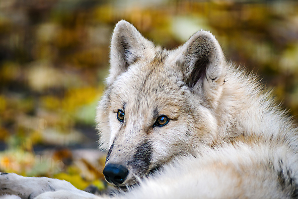 포토 JPG 해외이미지 주간 한마리 야생동물 사람없음 야외 아웃포커스 늑대 북극늑대 해외포토 자연요소 동물 1 포유류 촬영기법 파일형식 이미지허브