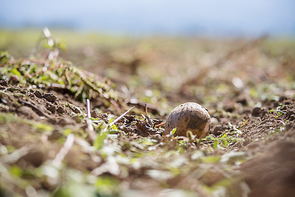 포토 JPG 해외이미지 주간 감자 사람없음 야외 아웃포커스 농작물 소프트포커스 해외포토 자연요소 농업 채소 촬영기법 파일형식 이미지허브
