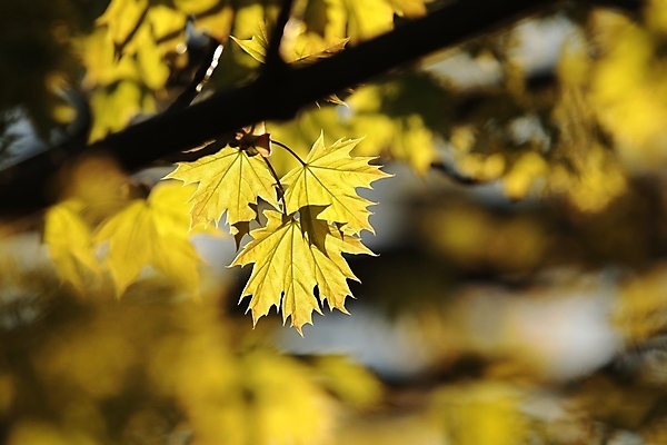 포토 JPG 해외이미지 나무 식물 계절 공원 백그라운드 단풍 낙엽 잎 자연 벽지 새로움 사람없음 야외 초록색 빛 컬러풀 햇빛 태양 노란색 환경 봄 활발 나뭇가지 신선 황금 숲 싱글 유기농 내추럴 강렬 해외포토 자연요소 웰빙 공공시설 컬러 컨셉 생태계 파일형식 이미지허브