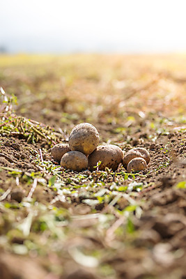 포토 JPG 해외이미지 주간 감자 사람없음 야외 아웃포커스 농작물 소프트포커스 해외포토 자연요소 농업 채소 촬영기법 파일형식 이미지허브