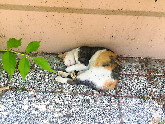 포토 JPG 해외이미지 동물 1 얼굴 백그라운드 밭 장난 포옹 자연 주택 털 사람없음 야외 반려동물 고양이 줄무늬 회색 흰색 아기 달콤 작음 모피 얼룩무늬 솜털 기르기 해외포토 컬러 무늬 농업 포유류 안기 사람 건물 신체부위 맛 크기 생태계 돌봄 파일형식 이미지허브
