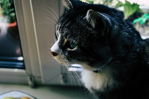 포토 JPG 해외이미지 동물 응시 얼굴 백그라운드 창문 포유류 수염 주택 털 실내 앉기 사람없음 내부 옆모습 반려동물 고양이 슬픔 흰색 커튼 기다림 닫기 편안함 위험 호기심 얼룩무늬 표범 돌봄 세련 해외포토 시선 감정 뷰포인트 컬러 컨셉 무늬 모션 건물 신체부위 감각 파일형식 이미지허브