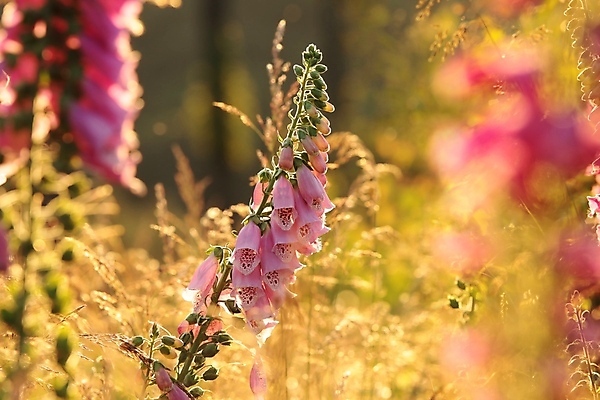 포토 JPG 해외이미지 식물 디자인 꽃잎 꽃 줄기 분홍색 백그라운드 컨셉 꽃무늬 밭 오렌지 자연 사람없음 야외 빛 컬러풀 햇빛 태양 뷰티 일출 환경 정원 보라색 일몰 봄 새벽 들꽃 성장 벚꽃 신선 개화 허브 꽃가루 내추럴 해외포토 자연요소 계절 컬러 무늬 농업 과일 노을 가루 생태계 파일형식 이미지허브