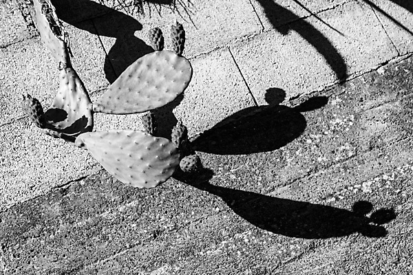 포토 JPG 해외이미지 나무 식물 꽃 음식 벽 백그라운드 잎 과일 자연 선인장 흑백 건강 그림자 사람없음 야외 가로 빨간색 초록색 파란색 컬러풀 정원 이탈리아 사막 흰색 신선 가시 지중해 묘사 날카로움 무화과 내추럴 숙성 해외포토 유럽 바다 컬러 촬영기법 생태계 파일형식 이미지허브