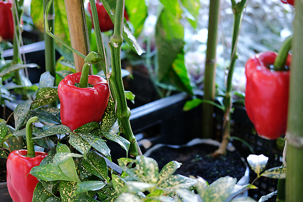 포토 JPG 해외이미지 식물 음식 농업 채소 과일 자연 고추 파프리카 매달리기 건강 사람없음 농작물 농장 정원 수확 성장 종 신선 달콤 유기농 날것 후추 내추럴 밭일 숙성 해외포토 웰빙 산업 모션 맛 향신료 생태계 파일형식 이미지허브