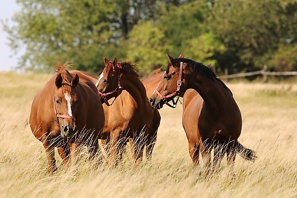 포토 JPG 해외이미지 나무 응시 계절 실루엣 유럽 백그라운드 밭 포유류 자연 아침 사람없음 야외 빛 컬러풀 햇빛 태양 뷰티 농장 갈색 머리 일출 일몰 새벽 자녀 시골 먹이 방목 장면 갈기 조랑말 내추럴 망아지 해외포토 주간 자연요소 식물 동물 시선 나라 새끼 컬러 농업 촬영기법 신체부위 노을 말_동물 축산업 생태계 파일형식 이미지허브