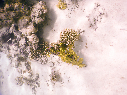 포토 JPG 해외이미지 동물 남자 야생동물 스포츠 바다 섬 여행 백그라운드 학교 자연 휴가 어류 풍경 사람없음 빨간색 물 파란색 컬러풀 뷰티 수중 산호 잠수부 큼 아래 다이빙 장면 암초 몰디브 이국적 해외포토 자연요소 교육 아시아 컬러 사람 수영 수중동물 자포동물 전문직 크기 방향 생태계 위치 수중스포츠 파일형식 이미지허브