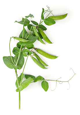 포토 JPG 해외이미지 잎 채소 콩 사람없음 초록색 농작물 완두콩 꼬투리 해외포토 식물 컬러 농업 곡류 파일형식 이미지허브