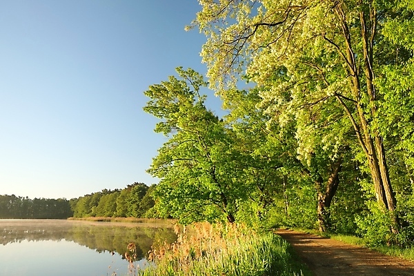 포토 JPG 해외이미지 나무 계절 호수 백그라운드 낙엽 잎 자연 하늘 아침 사람없음 초록색 물 빛 컬러풀 햇빛 태양 반사 평화 일출 환경 맑음 봄 새벽 활발 거울 나뭇가지 시골 연못 신선 5월 내추럴 강렬 해외포토 주간 자연요소 식물 컬러 컨셉 날씨 노을 날짜 생태계 파일형식 이미지허브