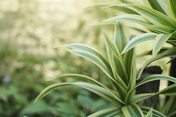 포토 JPG 해외이미지 나무 식물 계절 화초 백그라운드 잎 패턴 자연 사람없음 장식 초록색 빛 뷰티 노란색 환경 정원 봄 신선 질감 상록수 내추럴 해외포토 컬러 무늬 생태계 파일형식 이미지허브