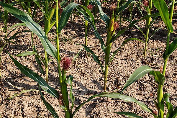 포토 JPG 해외이미지 식물 음식 빵 농업 건조 옥수수 사람없음 농경지 노란색 흙 수확 황금 농부 가뭄 스파이크 밀짚 땅바닥 뮤즐리 프로듀서 통밀 해외포토 직업 산업 컬러 날씨 곡류 바닥 농장 짚 밀 파일형식 이미지허브