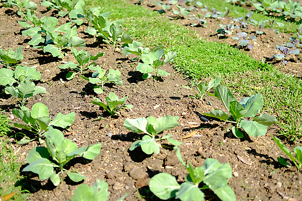 포토 JPG 해외이미지 식물 음식 잎 농업 채소 자연 건강 사람없음 농작물 농장 정원 성장 유기농 원예 내추럴 해외포토 웰빙 산업 취미 생태계 파일형식 이미지허브