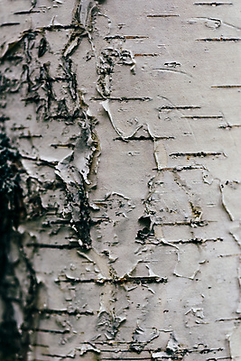 포토 JPG 해외이미지 나무 근접촬영 사람없음 목재 흰색 질감 카피스페이스 해외포토 식물 뷰포인트 컬러 재료 공백 파일형식 이미지허브