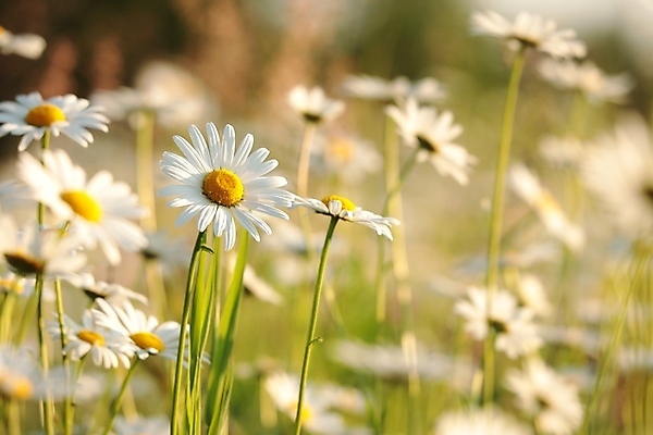포토 JPG 해외이미지 식물 꽃잎 꽃 줄기 백그라운드 꽃무늬 밭 자연 건강 풍경 사람없음 야외 여름 빛 컬러풀 햇빛 태양 뷰티 일출 환경 정원 일몰 봄 새벽 들꽃 성장 벚꽃 흰색 시골 신선 5월 데이지 향기 아로마 꽃가루 캐모마일 많음 해외포토 자연요소 계절 컬러 컨셉 무늬 농업 노을 날짜 가루 허브 생태계 냄새 파일형식 이미지허브