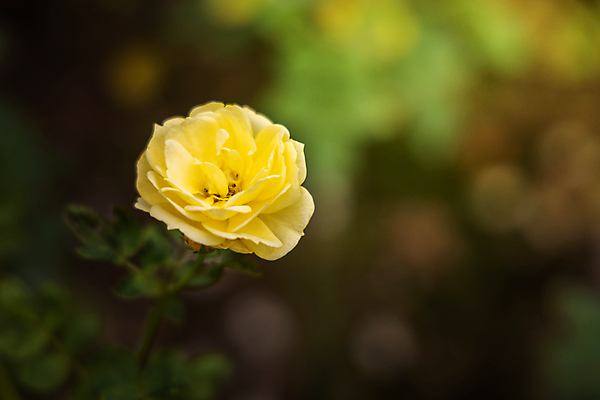 포토 JPG 해외이미지 식물 계절 꽃 분홍색 백그라운드 잎 밭 비즈니스 자연 불꽃 선물 사랑 풍경 사람없음 야외 장식 빨간색 초록색 여름 햇빛 장미 노란색 상점 봄 벚꽃 가을 흰색 그룹 시장 허브 주기 원예 제비 해외포토 감정 컬러 농업 모션 조류 불 취미 태양 생태계 파일형식 이미지허브