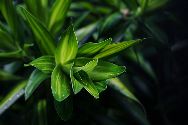 포토 JPG 해외이미지 나무 식물 계절 화초 백그라운드 잎 패턴 자연 사람없음 장식 초록색 빛 뷰티 노란색 환경 정원 봄 신선 질감 상록수 내추럴 해외포토 컬러 무늬 생태계 파일형식 이미지허브