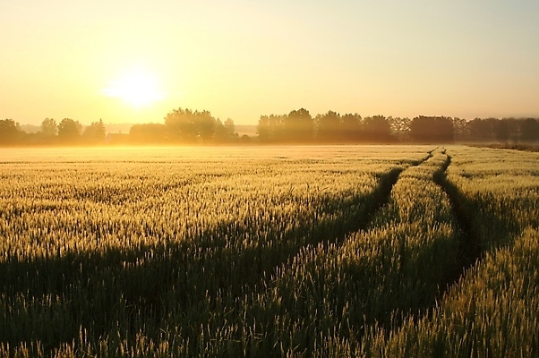포토 JPG 해외이미지 계절 도로 길 백그라운드 밭 농업 자연 벽지 하늘 아침 옥수수 사람없음 농작물 컬러풀 햇빛 태양 농경지 일출 침묵 일몰 봄 새벽 활발 수확 안개 시골 황금 낟알 땅 시리얼 밀 조경 장면 강렬 호밀 수평선 해외포토 주간 자연요소 산업 음식 컬러 컨셉 교통시설 날씨 곡류 농장 노을 소리 생태계 파일형식 이미지허브