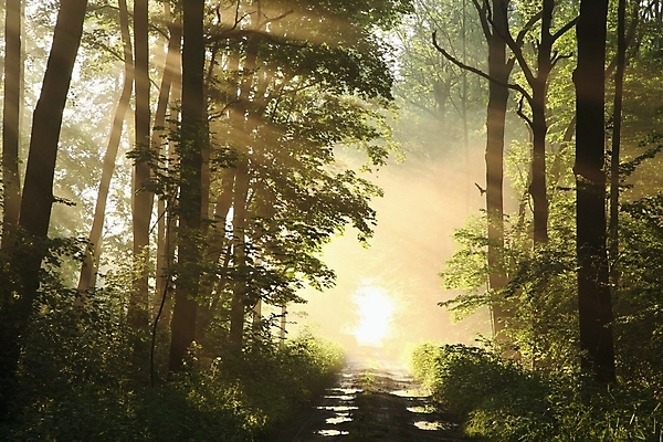 포토 JPG 해외이미지 나무 공원 도로 길 여행 백그라운드 단풍 낙엽 잎 자국 자연 아침 사람없음 야외 초록색 여름 빛 햇빛 태양 일출 일몰 봄 하이킹 안개 광선 나뭇가지 신선 숲 오솔길 공상 마법 방법 뿌연 해외포토 주간 자연요소 식물 계절 공공시설 컬러 교통시설 레저 날씨 노을 생태계 파일형식 이미지허브