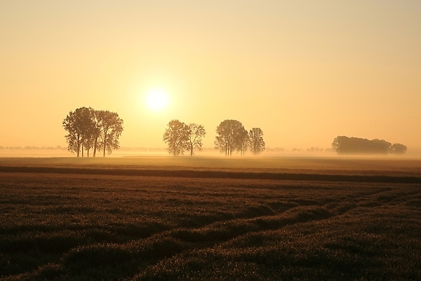 포토 JPG 해외이미지 나무 계절 실루엣 여행 낙엽 밭 농업 오렌지 자연 하늘 아침 사람없음 야외 빨간색 컬러풀 햇빛 일출 환경 침묵 일몰 새벽 활발 안개 나뭇가지 시골 11월 땅 그림 장면 마법 10월 내추럴 뿌연 해외포토 주간 자연요소 식물 산업 컬러 컨셉 잎 과일 날씨 촬영기법 태양 노을 소리 날짜 생태계 파일형식 이미지허브
