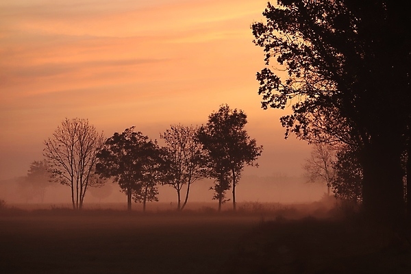 포토 JPG 해외이미지 나무 계절 실루엣 여행 낙엽 밭 농업 오렌지 자연 하늘 아침 사람없음 야외 빨간색 컬러풀 햇빛 일출 환경 침묵 일몰 새벽 활발 안개 나뭇가지 시골 11월 땅 그림 장면 마법 10월 내추럴 뿌연 해외포토 주간 자연요소 식물 산업 컬러 컨셉 잎 과일 날씨 촬영기법 태양 노을 소리 날짜 생태계 파일형식 이미지허브