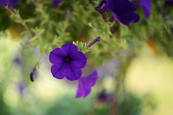 포토 JPG 해외이미지 식물 계절 꽃잎 꽃 행복 백그라운드 잎 꽃무늬 자연 하늘 휴가 매달리기 선물 사람없음 야외 장식 초록색 여름 빛 햇빛 일출 정원 보라색 봄 활발 수확 벚꽃 시골 축하 신선 개화 오스트리아 원예 복고 보케 양귀비 많음 해외포토 감정 유럽 컬러 컨셉 무늬 농업 모션 취미 태양 노을 생태계 파일형식 이미지허브