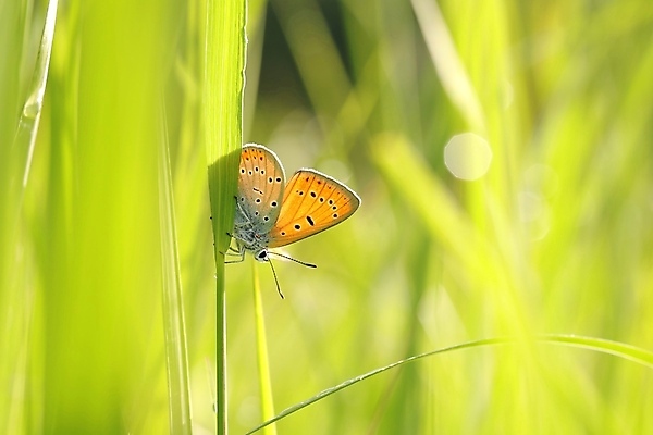 포토 JPG 해외이미지 꽃 야생동물 나비 곤충 백그라운드 밭 신체 날개 오렌지 자연 아침 안테나 풍경 사람없음 야외 초록색 여름 빛 컬러풀 햇빛 태양 뷰티 머리 환경 일몰 봄 새벽 활발 신선 묘사 생물학 나방 내추럴 강렬 취급주의 해외포토 주간 자연요소 식물 동물 계절 교육 컬러 컨셉 농업 과일 통신 경고 신체부위 노을 생태계 파일형식 이미지허브