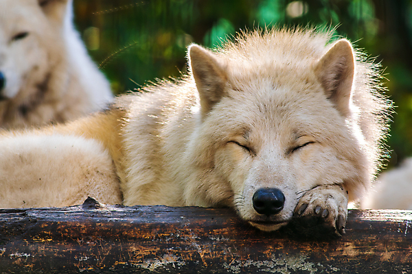 포토 JPG 해외이미지 주간 야생동물 두마리 사람없음 야외 아웃포커스 잠 늑대 북극늑대 해외포토 자연요소 동물 2 포유류 촬영기법 파일형식 이미지허브