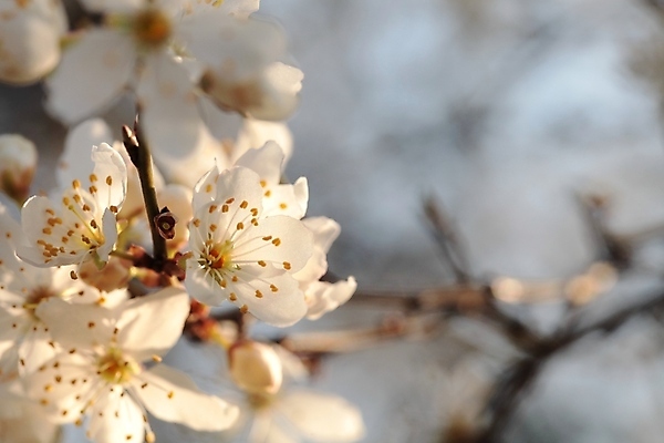 포토 JPG 해외이미지 나무 식물 계절 꽃잎 꽃 분홍색 백그라운드 꽃무늬 과일 자연 풍경 사람없음 야외 장식 컬러풀 햇빛 태양 뷰티 일출 환경 정원 일몰 봄 새벽 활발 성장 벚꽃 흰색 나뭇가지 신선 개화 체리 사과 과수원 4월 아로마 꽃가루 내추럴 강렬 꽃수술 취급주의 해외포토 자연요소 컬러 컨셉 무늬 농업 경고 노을 날짜 가루 생태계 파일형식 이미지허브