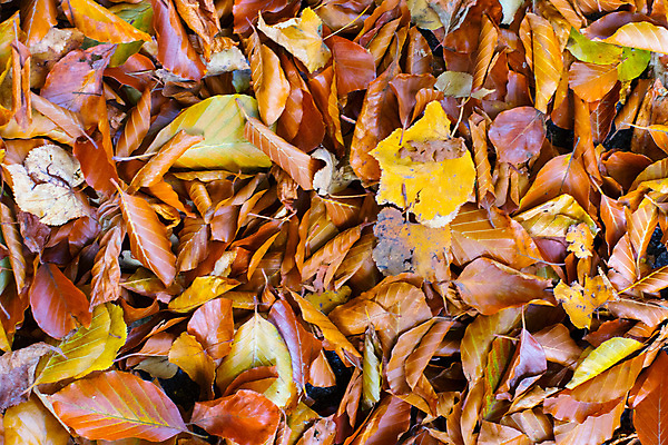 포토 JPG 해외이미지 나무 계절 공원 백그라운드 컨셉 단풍 잎 패턴 오렌지 자연 풍경 잔디 사람없음 야외 빨간색 컬러풀 노란색 공백 가을 황금 9월 질감 엽서 10월 패기 카피스페이스 해외포토 식물 공공시설 컬러 무늬 과일 자신감 날짜 편지 생태계 파일형식 이미지허브